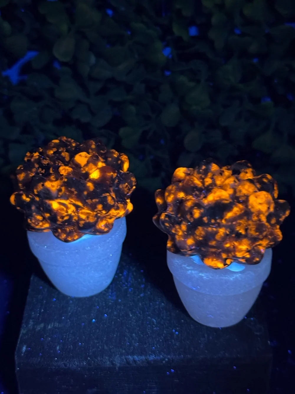 *GLOWS* Adorable Yooperlite Succulent in White Jade Pot